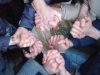 interlocking_hands_and_arms_001-by-roy-st-pierre
