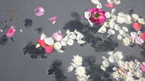 petals in the pond